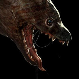 Help me! I can't get out of this cardboard box!